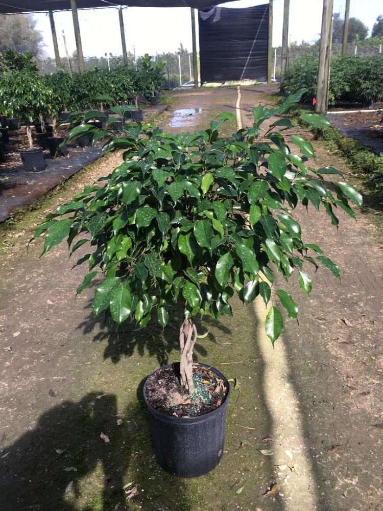 ficus-benjamina-wintergreen-weeping-fig