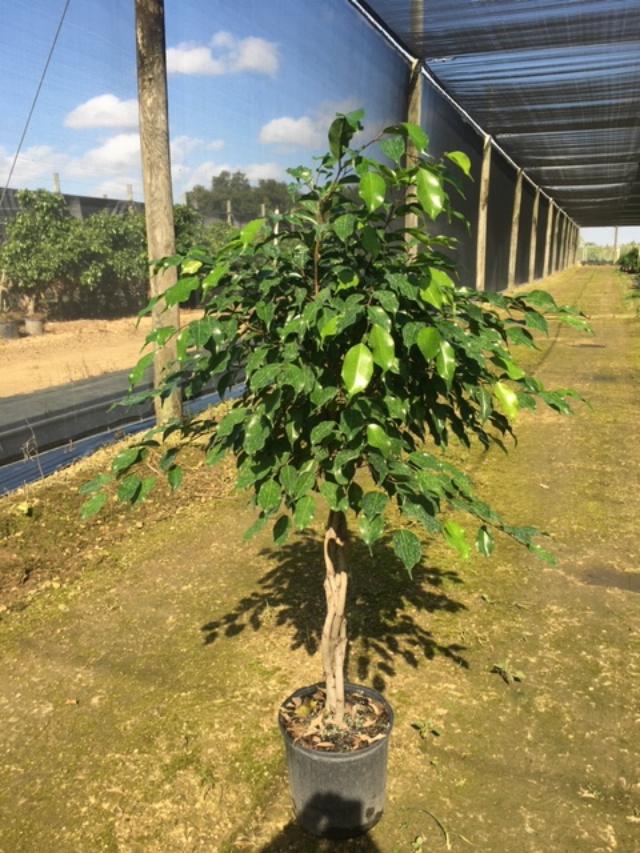 ficus-benjamina-wintergreen-weeping-fig