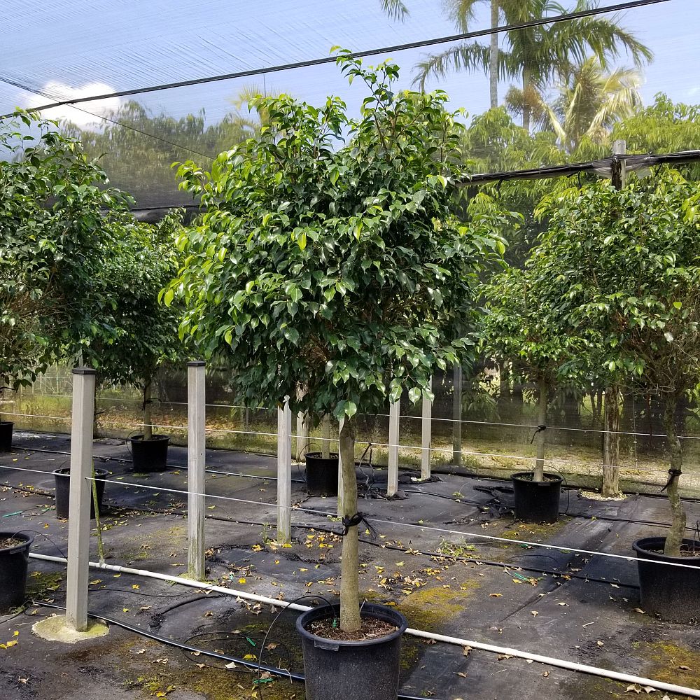 ficus-benjamina-wintergreen-weeping-fig