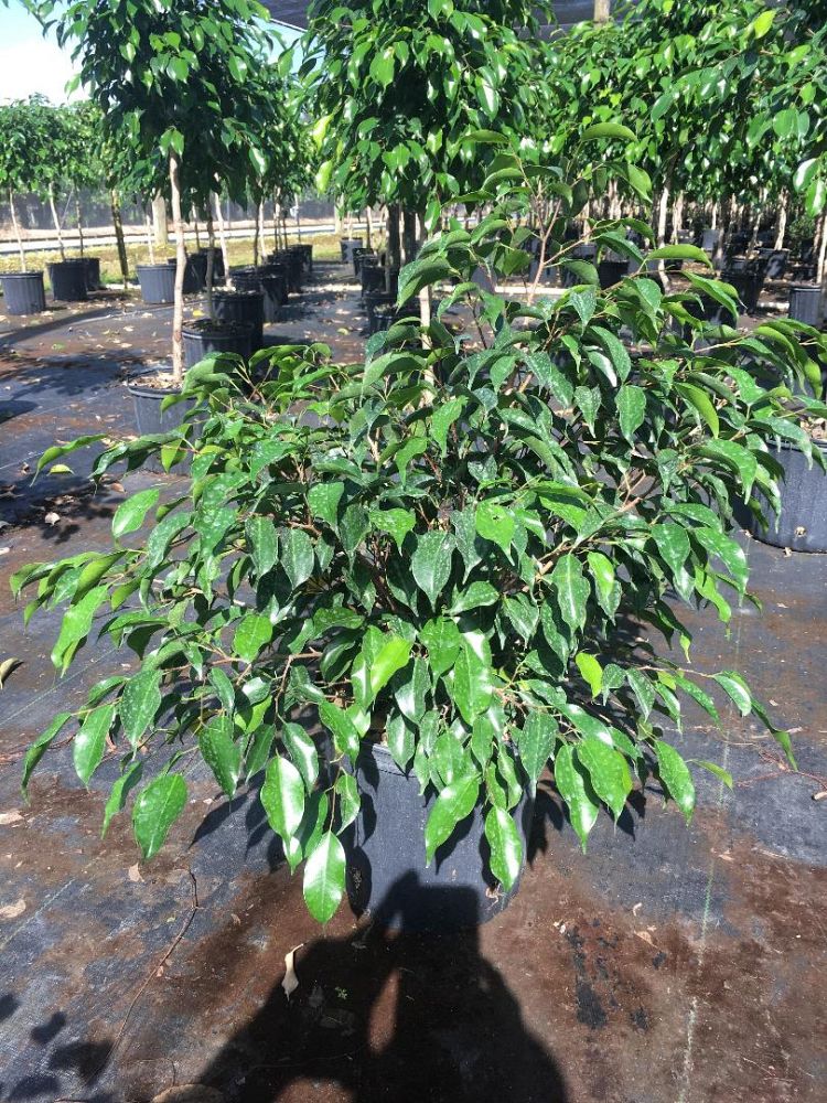 ficus-benjamina-wintergreen-weeping-fig