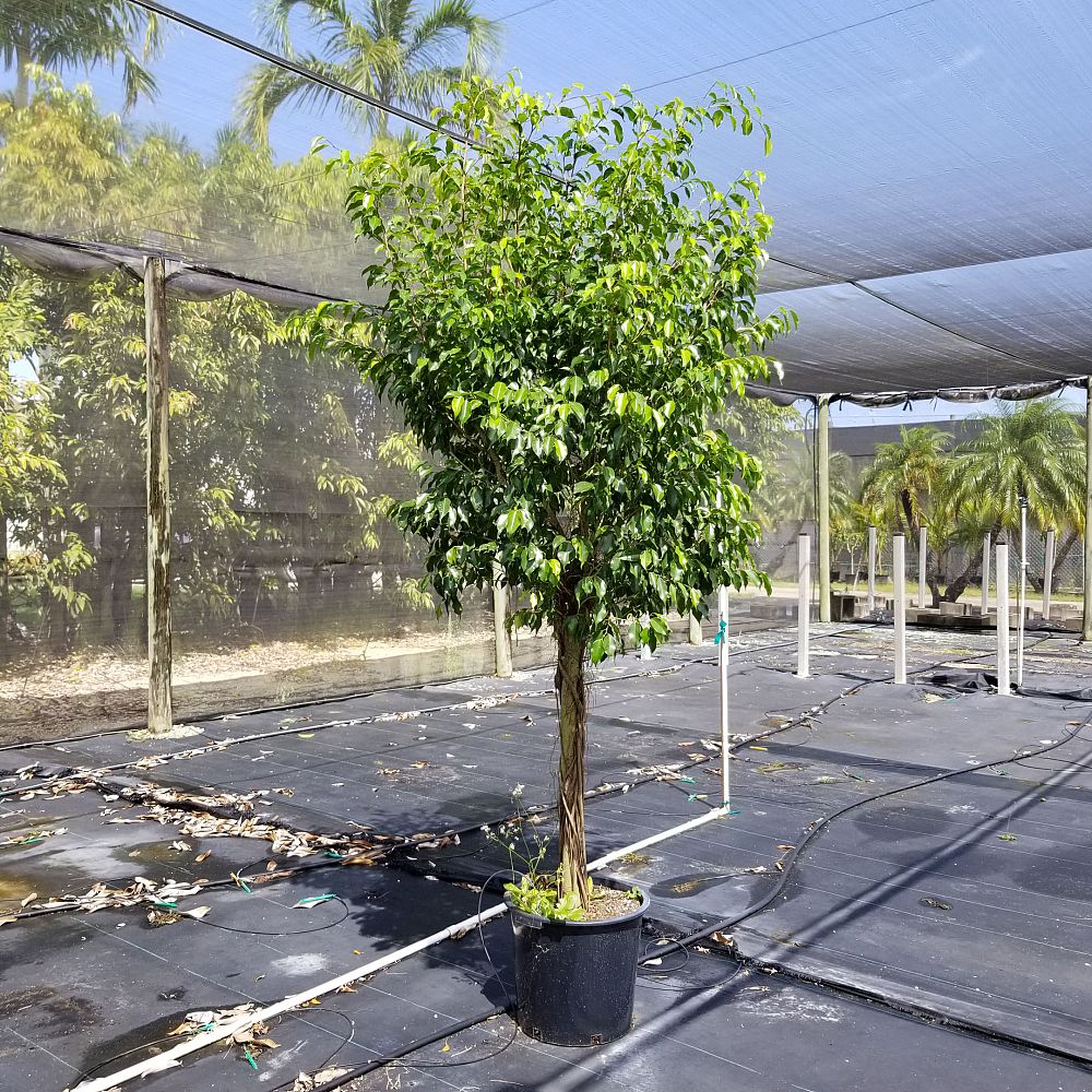 ficus-benjamina-wintergreen-weeping-fig