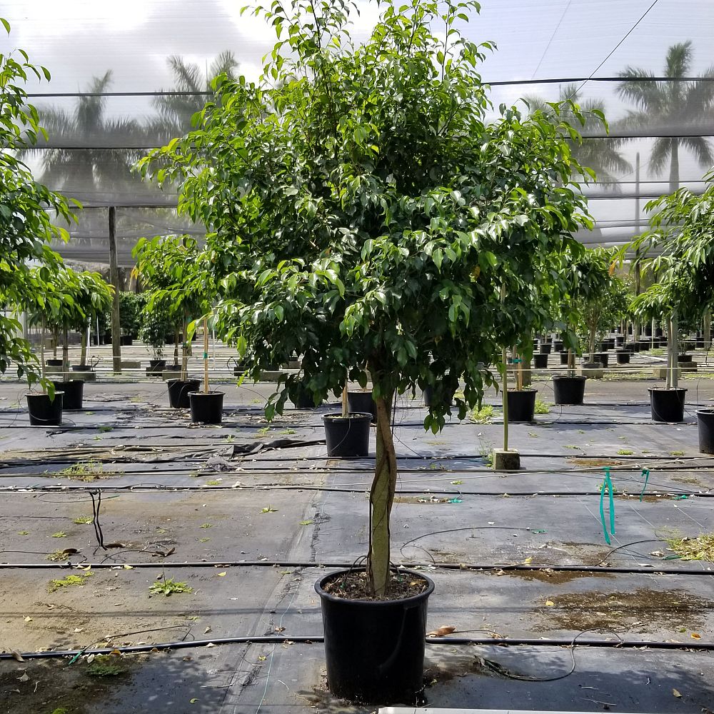 ficus-benjamina-wintergreen-weeping-fig