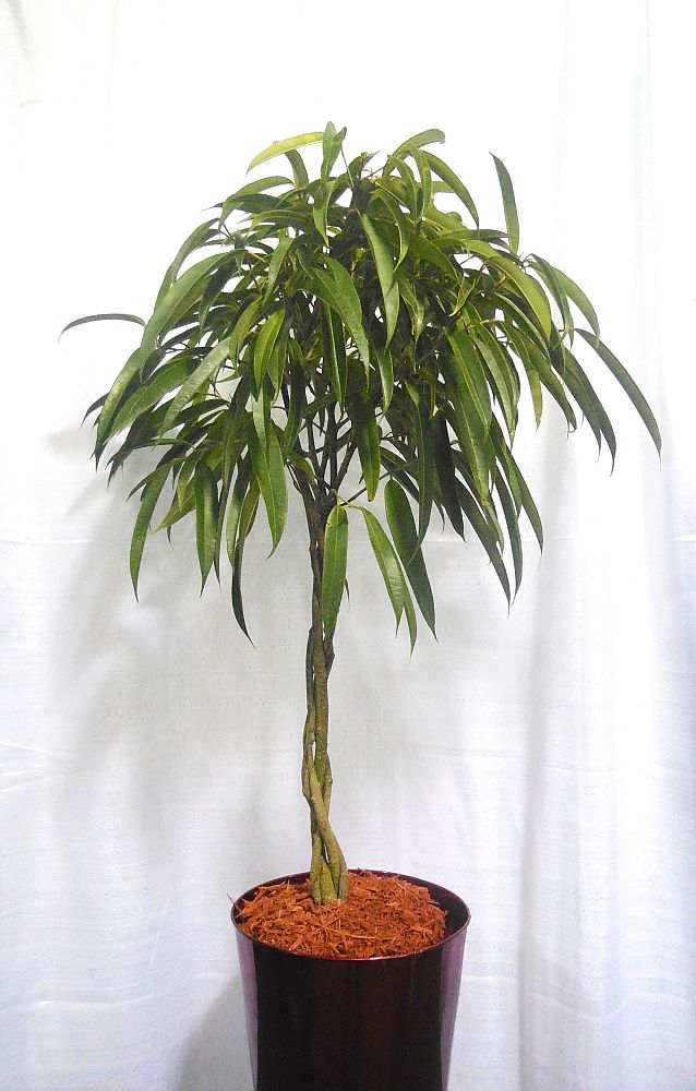 ficus-binnendijkii-alii-ficus-maclellandii-alii-long-leaved-fig