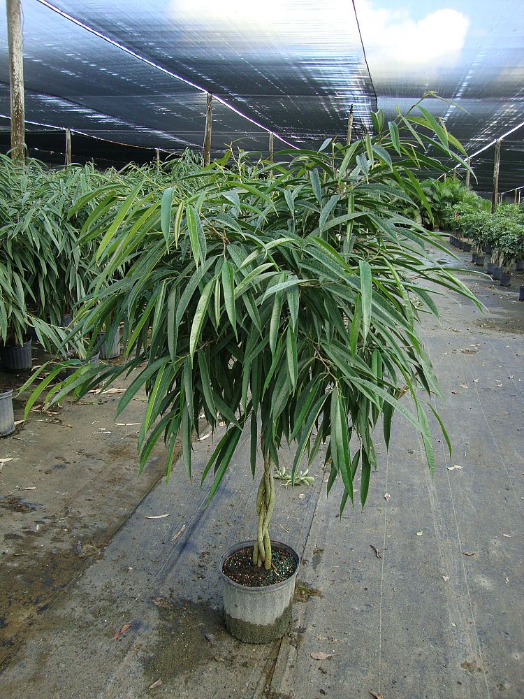 ficus-binnendijkii-alii-ficus-maclellandii-alii-long-leaved-fig
