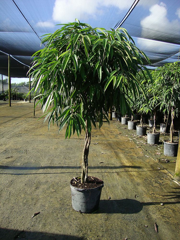 ficus-binnendijkii-alii-ficus-maclellandii-alii-long-leaved-fig