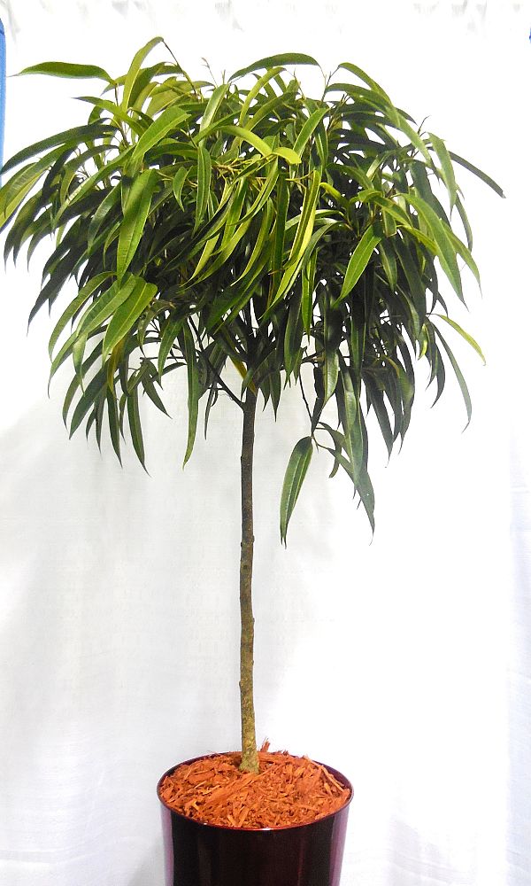 ficus-binnendijkii-alii-ficus-maclellandii-alii-long-leaved-fig