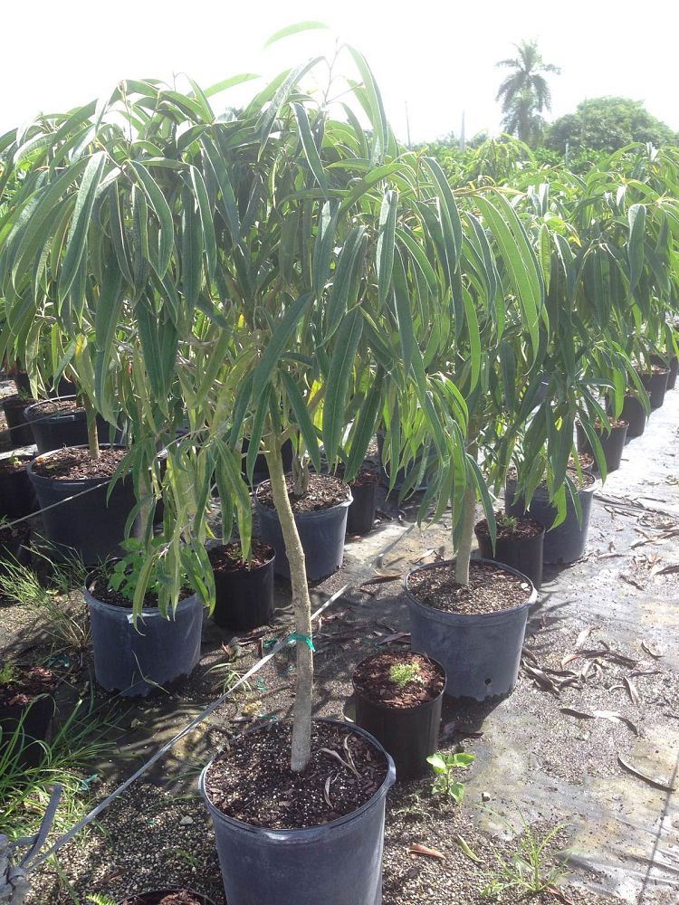 ficus-binnendijkii-alii-ficus-maclellandii-alii-long-leaved-fig