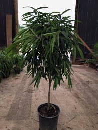ficus-binnendijkii-alii-ficus-maclellandii-alii-long-leaved-fig