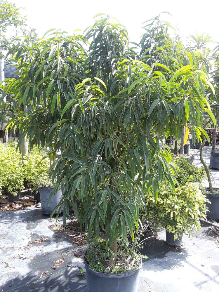 ficus-binnendijkii-alii-ficus-maclellandii-alii-long-leaved-fig