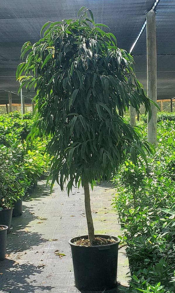 ficus-binnendijkii-alii-ficus-maclellandii-alii-long-leaved-fig