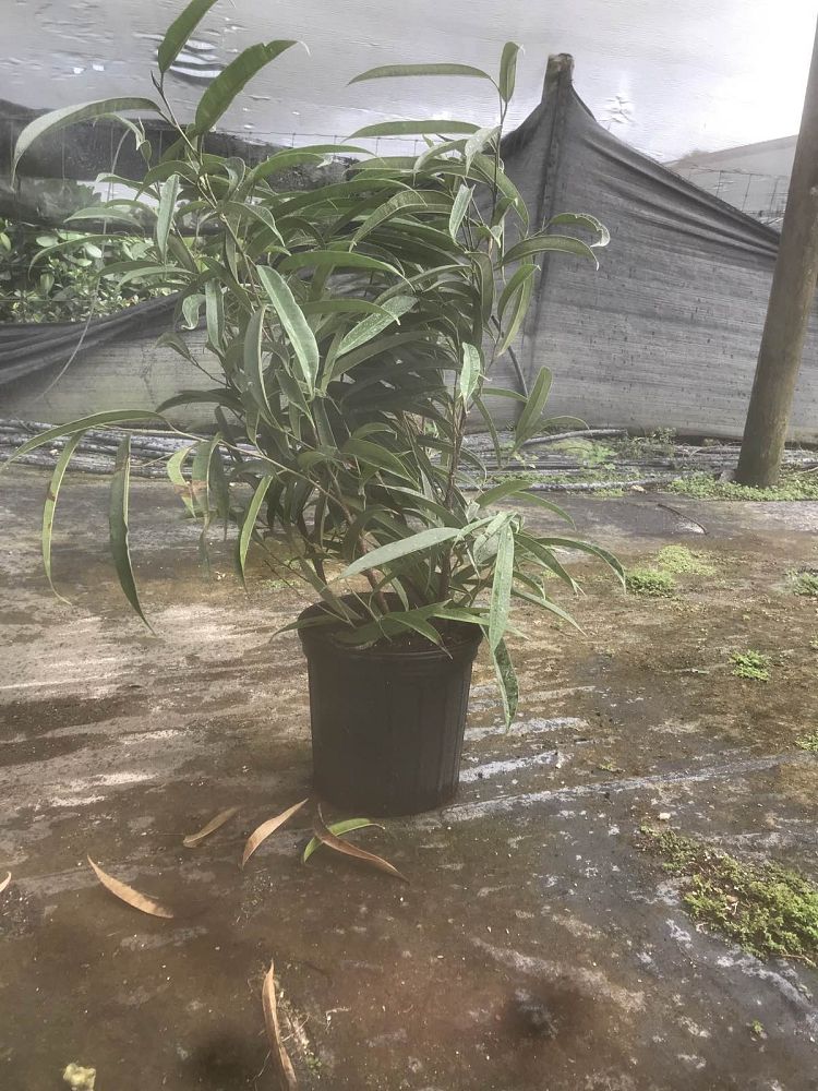 ficus-binnendijkii-alii-ficus-maclellandii-alii-long-leaved-fig