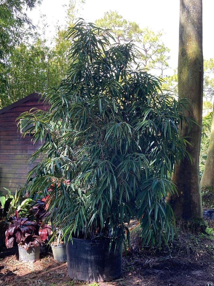 ficus-binnendijkii-alii-ficus-maclellandii-alii-long-leaved-fig