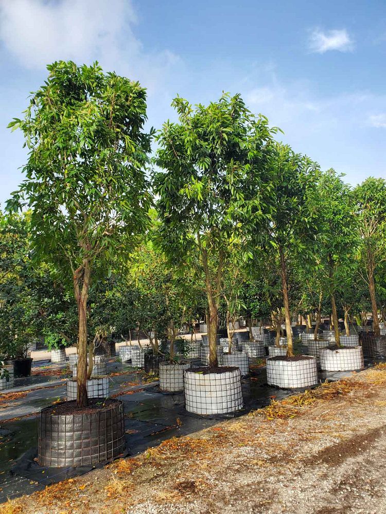 ficus-binnendijkii-alii-ficus-maclellandii-alii-long-leaved-fig