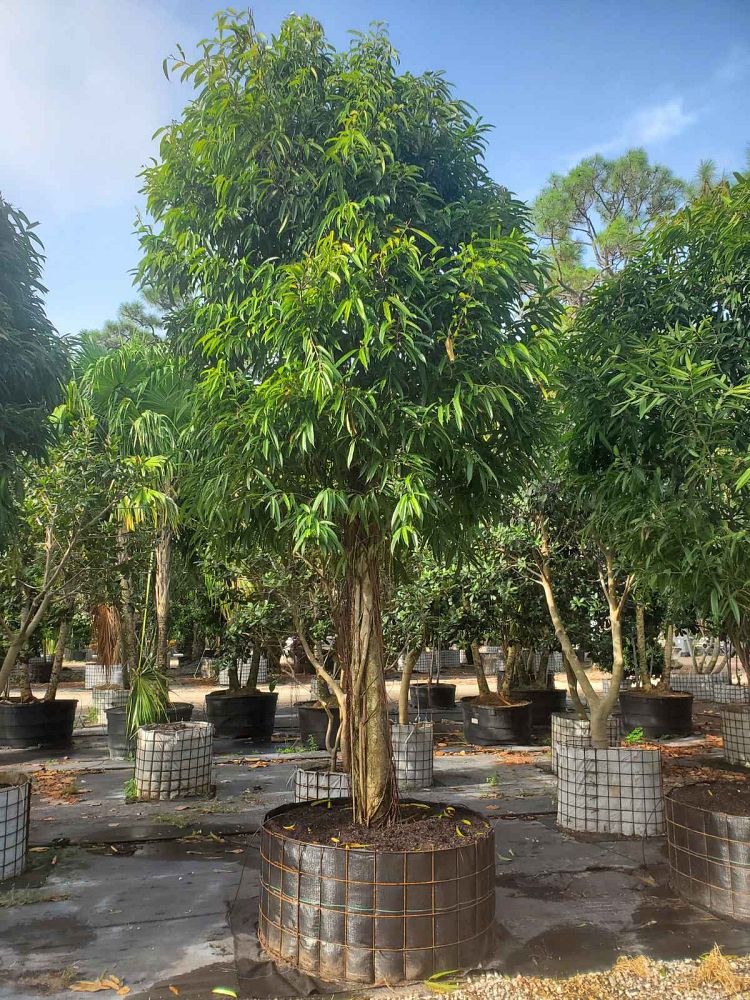 ficus-binnendijkii-alii-ficus-maclellandii-alii-long-leaved-fig
