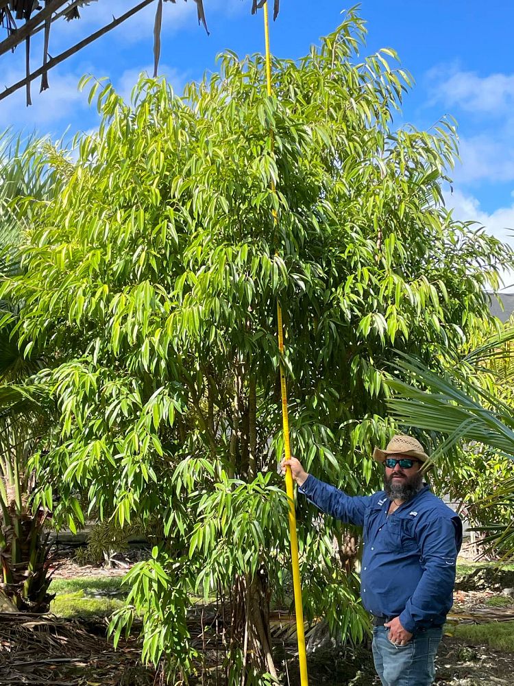 ficus-binnendijkii-alii-ficus-maclellandii-alii-long-leaved-fig