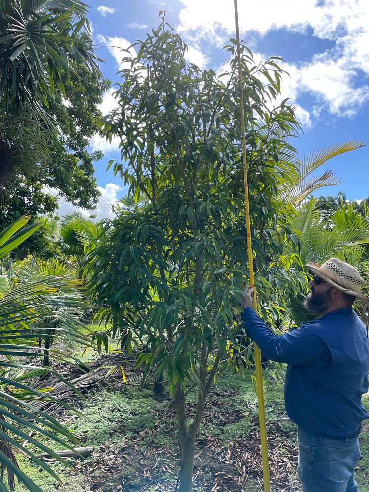 ficus-binnendijkii-alii-ficus-maclellandii-alii-long-leaved-fig