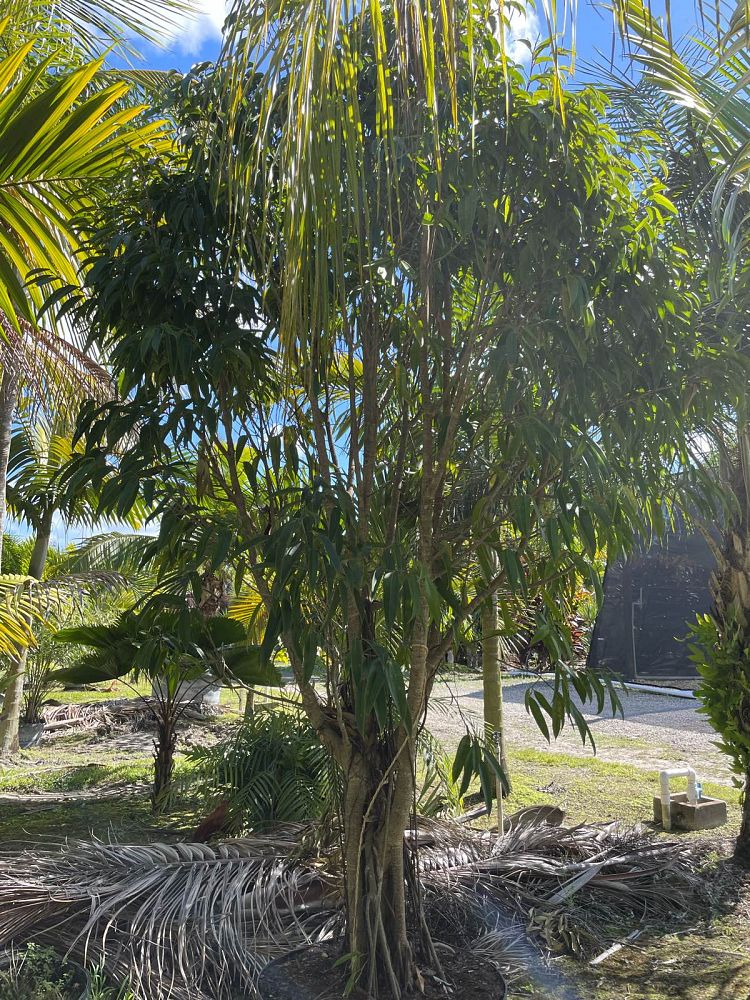ficus-binnendijkii-alii-ficus-maclellandii-alii-long-leaved-fig