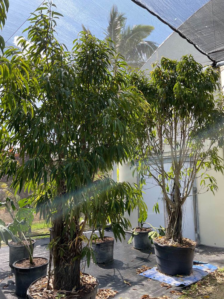 ficus-binnendijkii-alii-ficus-maclellandii-alii-long-leaved-fig