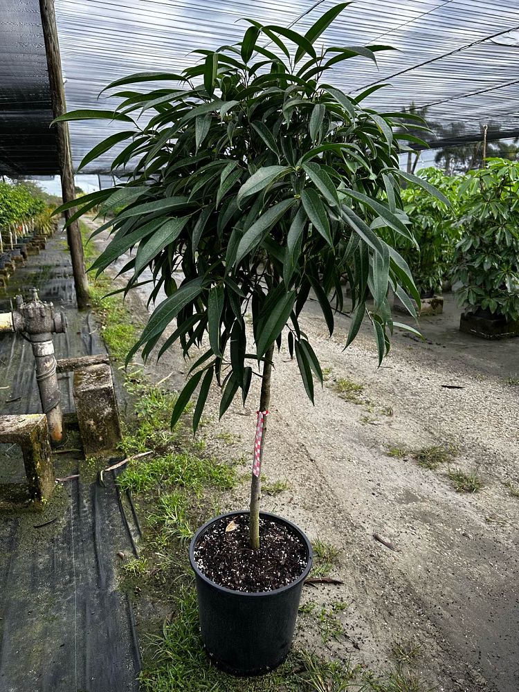ficus-binnendijkii-alii-ficus-maclellandii-alii-long-leaved-fig