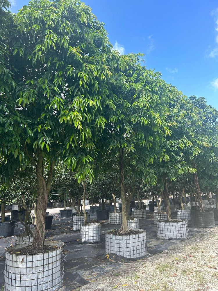 ficus-binnendijkii-alii-ficus-maclellandii-alii-long-leaved-fig