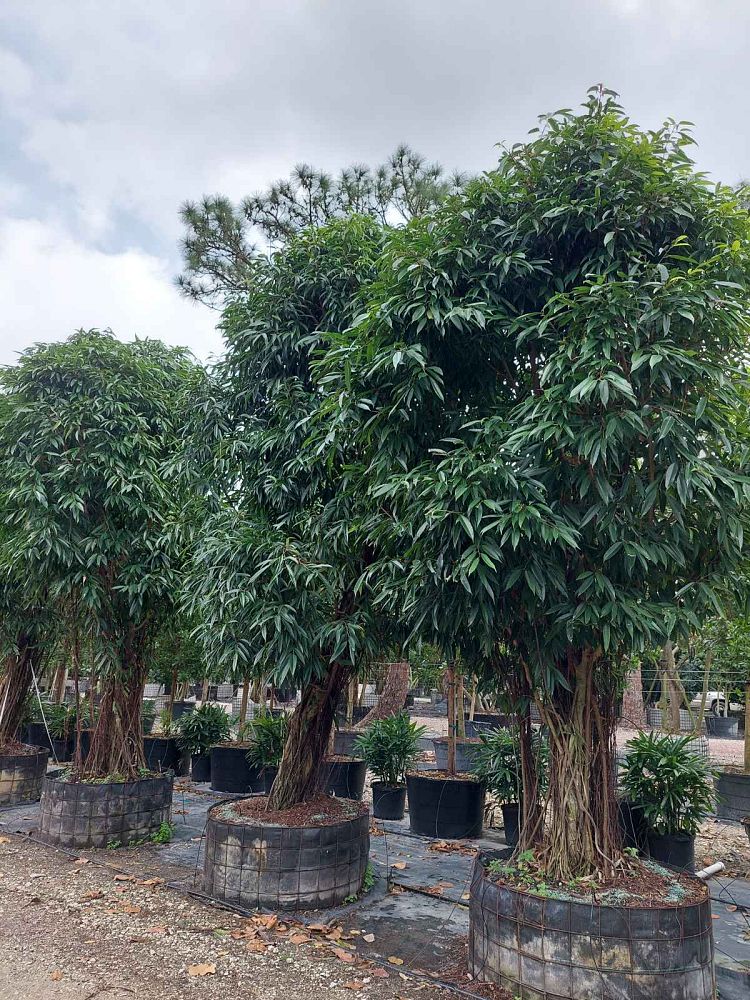 ficus-binnendijkii-alii-ficus-maclellandii-alii-long-leaved-fig