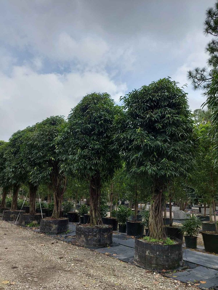 ficus-binnendijkii-alii-ficus-maclellandii-alii-long-leaved-fig