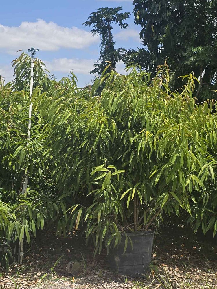 ficus-binnendijkii-alii-ficus-maclellandii-alii-long-leaved-fig