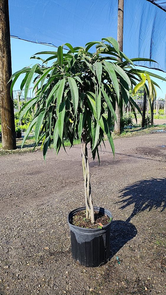 ficus-binnendijkii-alii-ficus-maclellandii-alii-long-leaved-fig