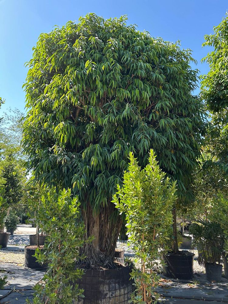 ficus-binnendijkii-alii-ficus-maclellandii-alii-long-leaved-fig