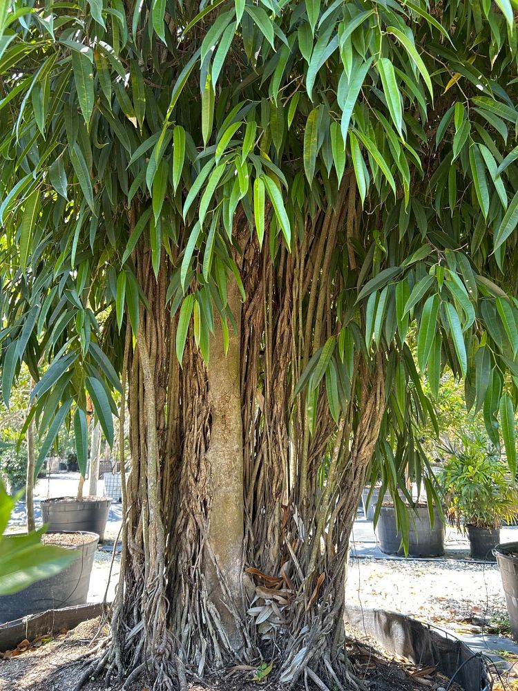 ficus-binnendijkii-alii-ficus-maclellandii-alii-long-leaved-fig