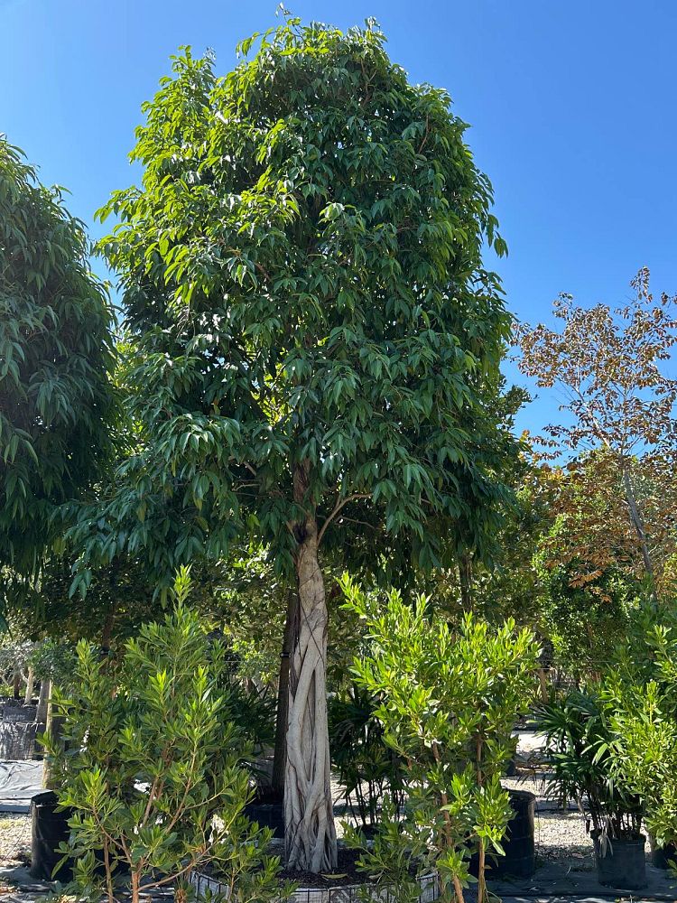 ficus-binnendijkii-alii-ficus-maclellandii-alii-long-leaved-fig