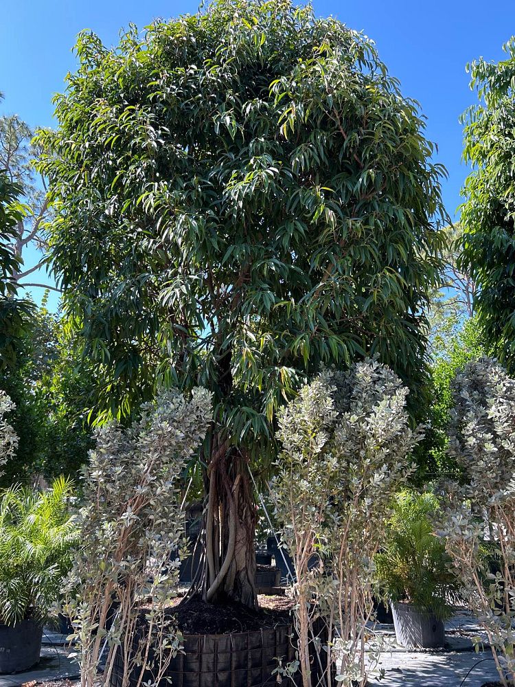ficus-binnendijkii-alii-ficus-maclellandii-alii-long-leaved-fig
