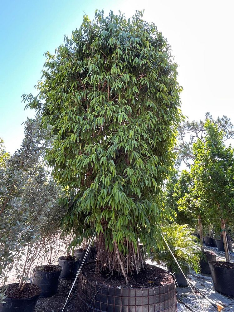ficus-binnendijkii-alii-ficus-maclellandii-alii-long-leaved-fig