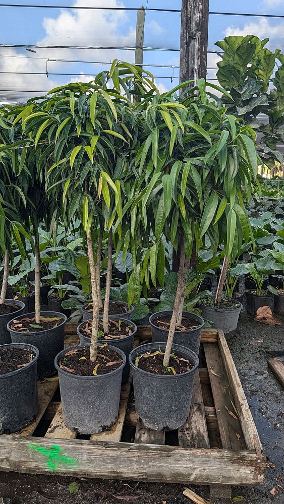 ficus-binnendijkii-alii-ficus-maclellandii-alii-long-leaved-fig