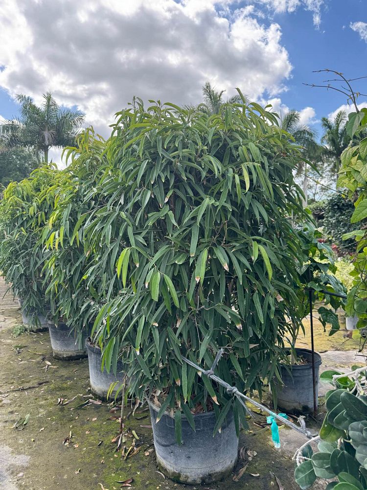ficus-binnendijkii-alii-ficus-maclellandii-alii-long-leaved-fig