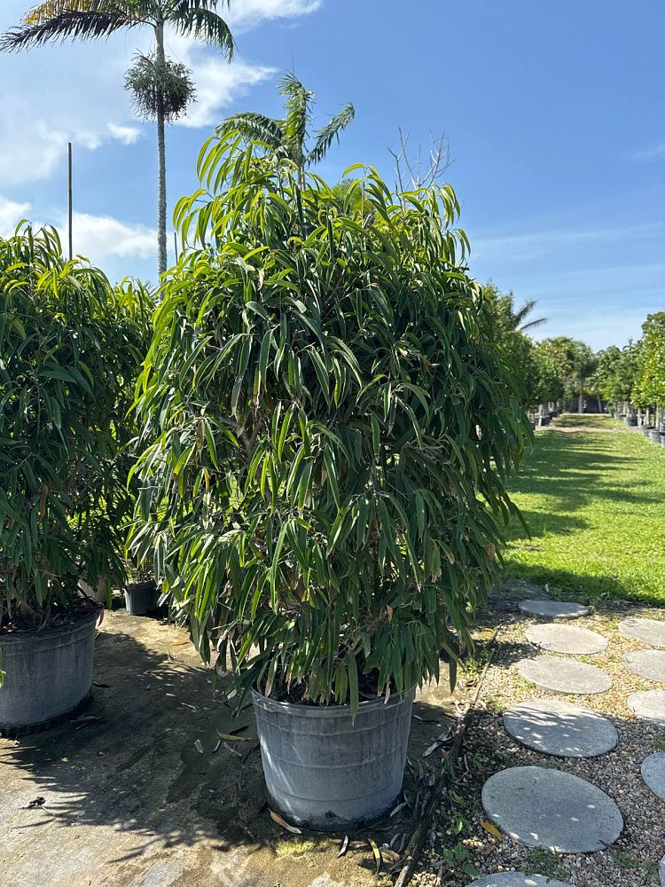 ficus-binnendijkii-alii-ficus-maclellandii-alii-long-leaved-fig