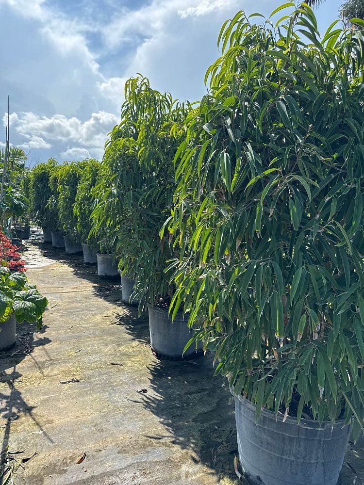 ficus-binnendijkii-alii-ficus-maclellandii-alii-long-leaved-fig