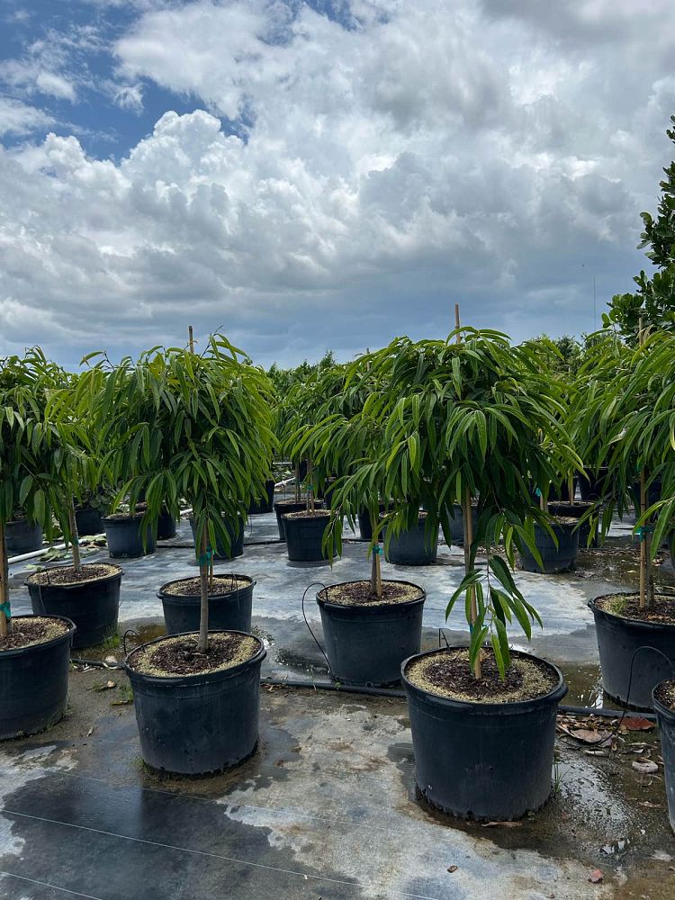 ficus-binnendijkii-alii-ficus-maclellandii-alii-long-leaved-fig