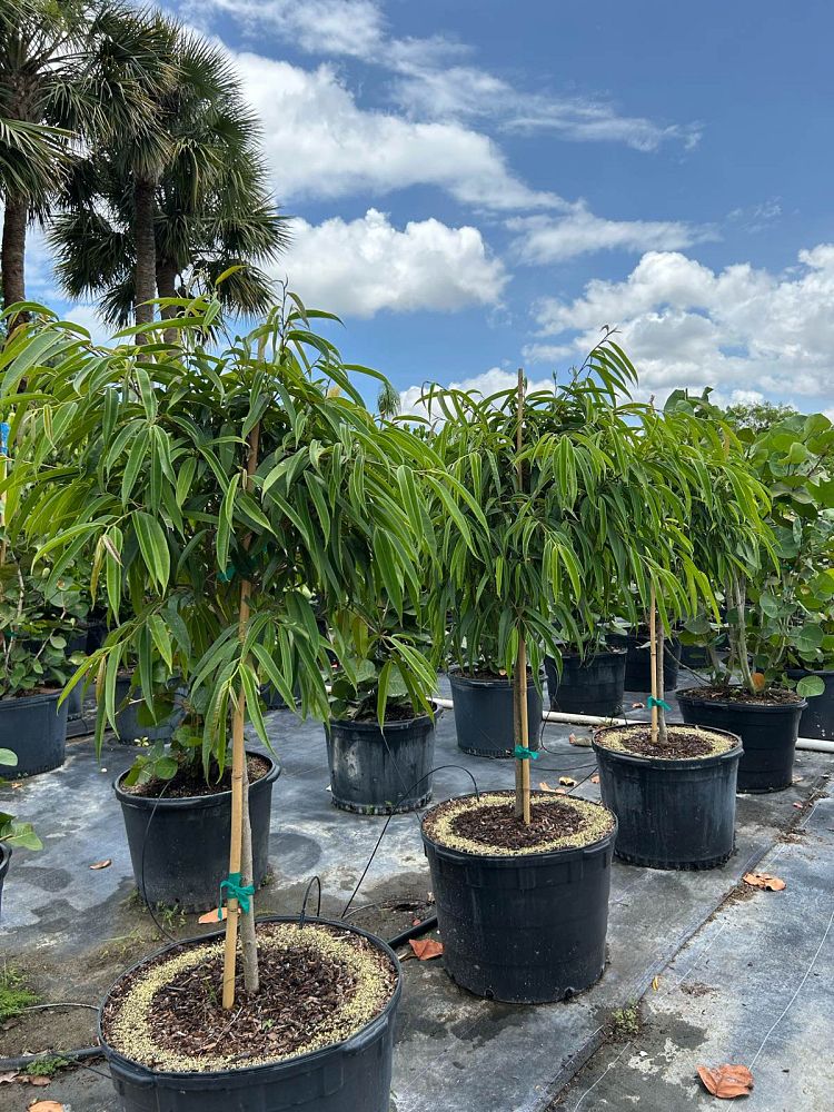 ficus-binnendijkii-alii-ficus-maclellandii-alii-long-leaved-fig