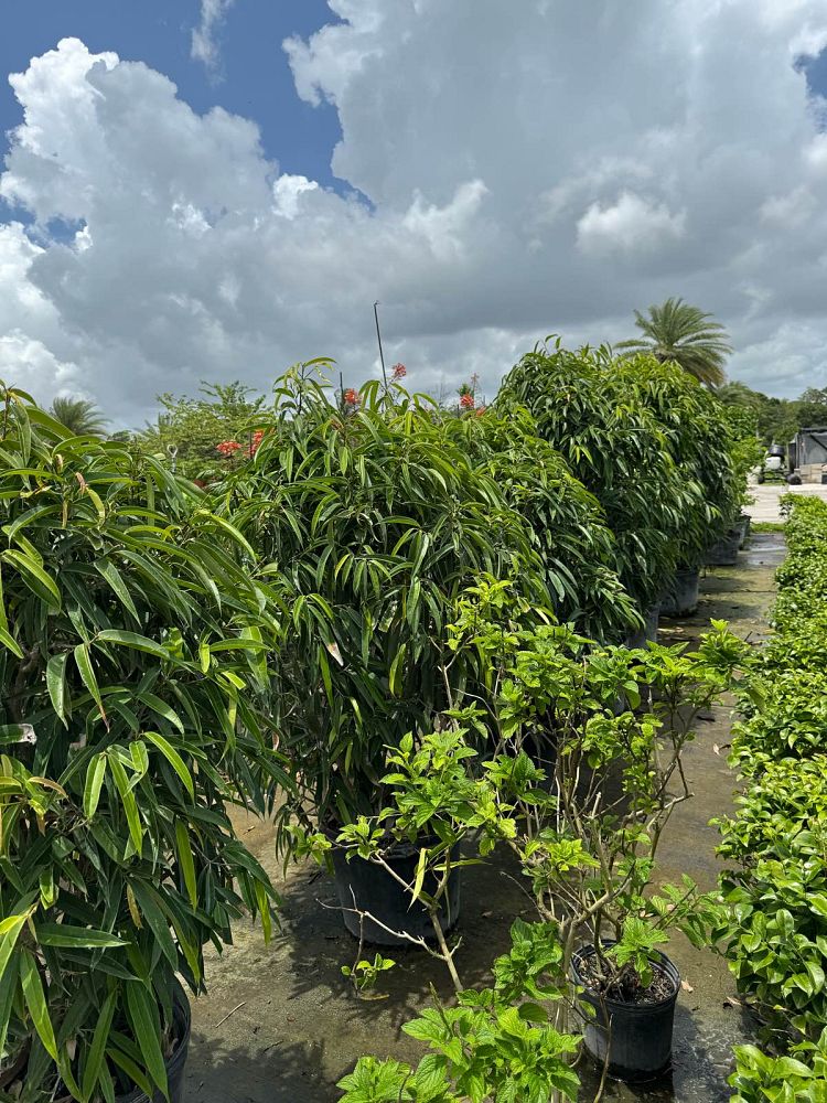 ficus-binnendijkii-alii-ficus-maclellandii-alii-long-leaved-fig