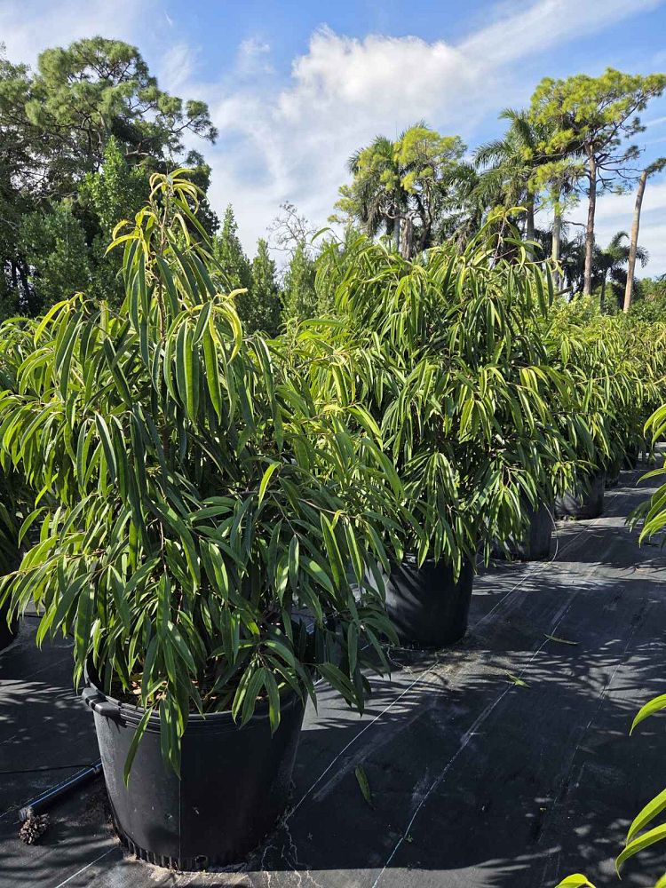ficus-binnendijkii-alii-ficus-maclellandii-alii-long-leaved-fig