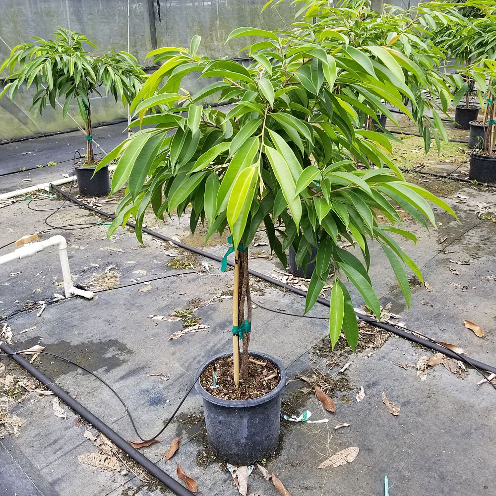 ficus-binnendijkii-amstel-king-ficus-maclellandii-amstel-king
