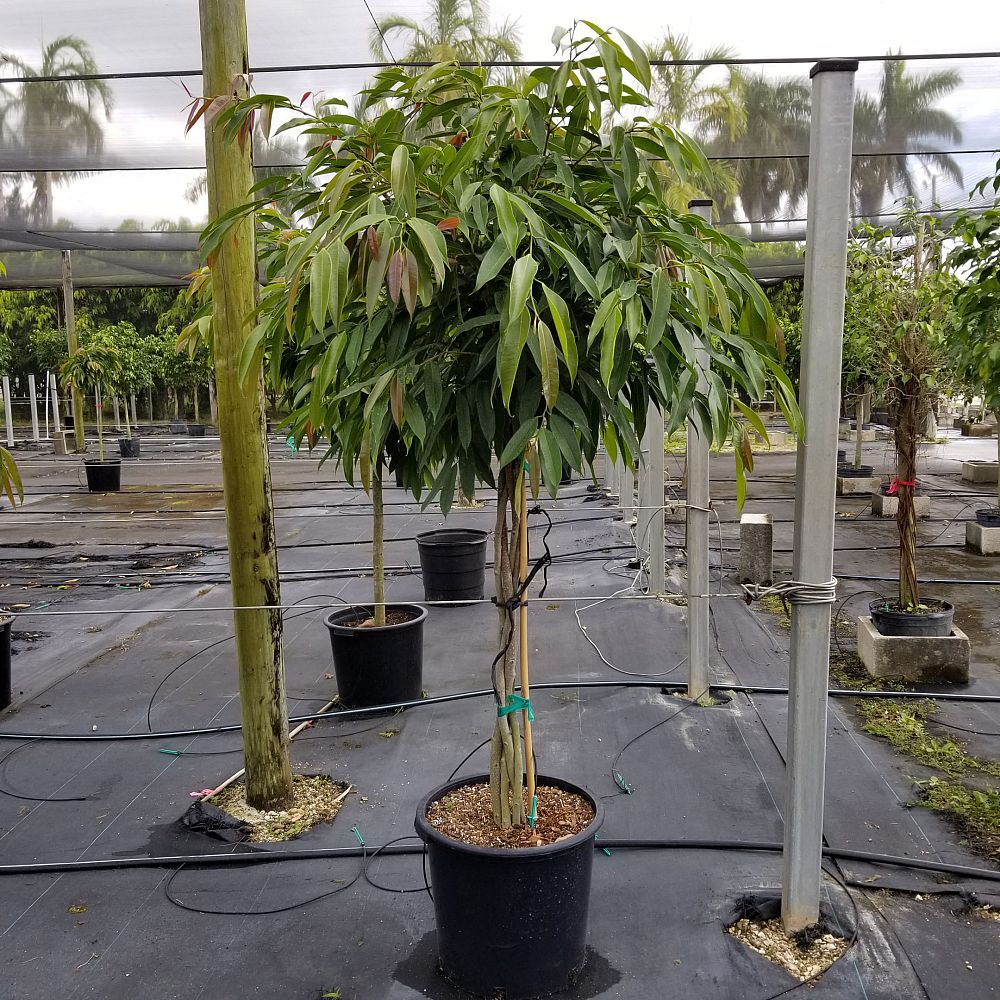 ficus-binnendijkii-amstel-king-ficus-maclellandii-amstel-king