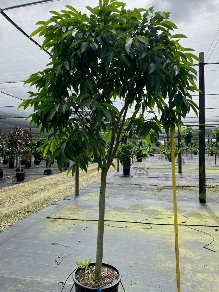ficus-binnendijkii-amstel-king-ficus-maclellandii-amstel-king