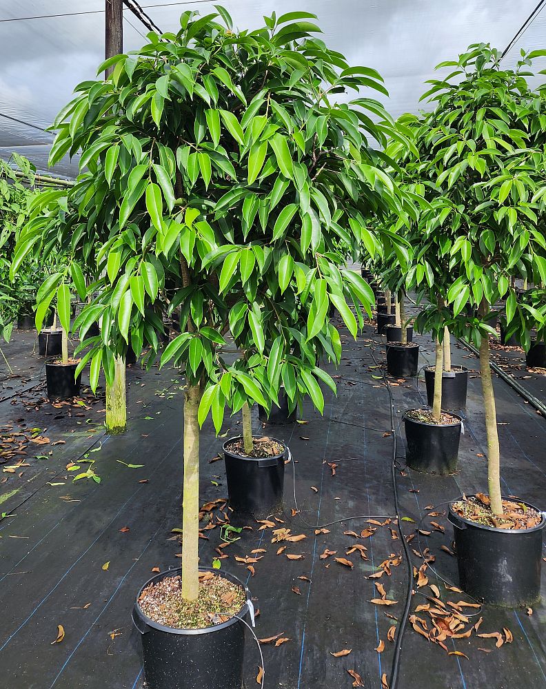 ficus-binnendijkii-amstel-king-ficus-maclellandii-amstel-king