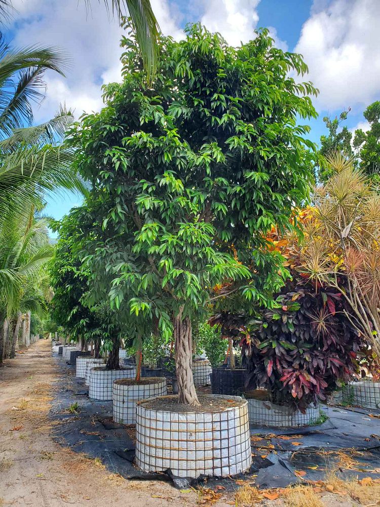 ficus-binnendijkii-amstel-king-ficus-maclellandii-amstel-king