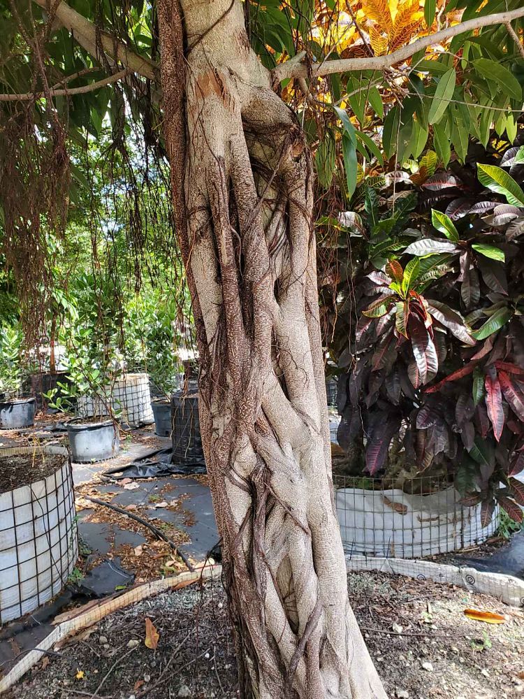 ficus-binnendijkii-amstel-king-ficus-maclellandii-amstel-king