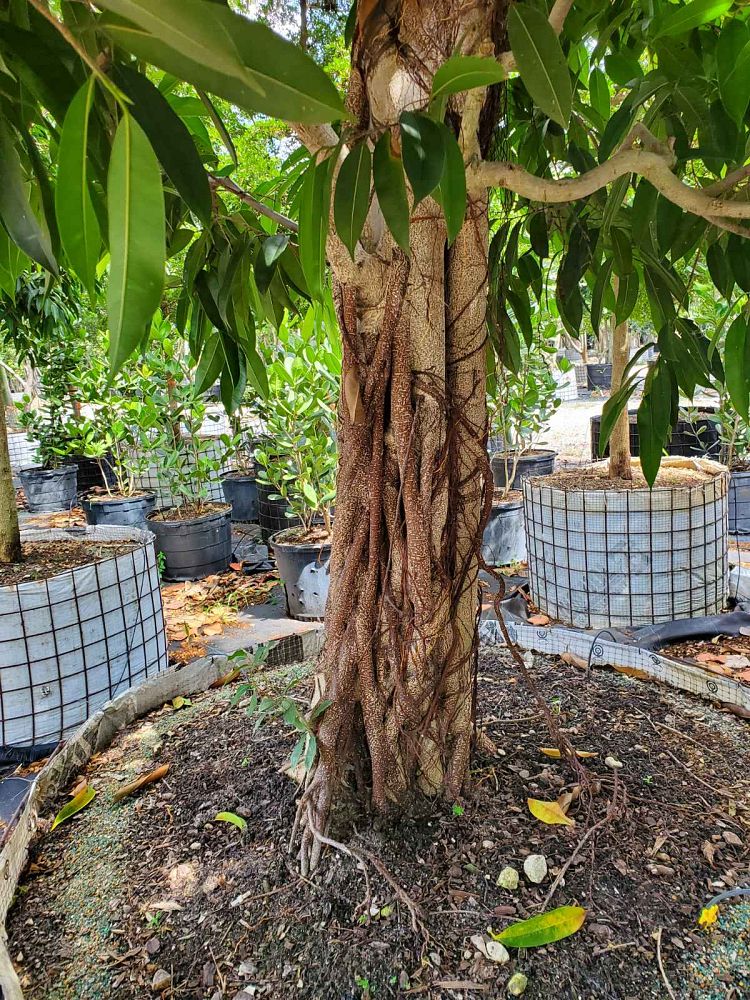 ficus-binnendijkii-amstel-king-ficus-maclellandii-amstel-king