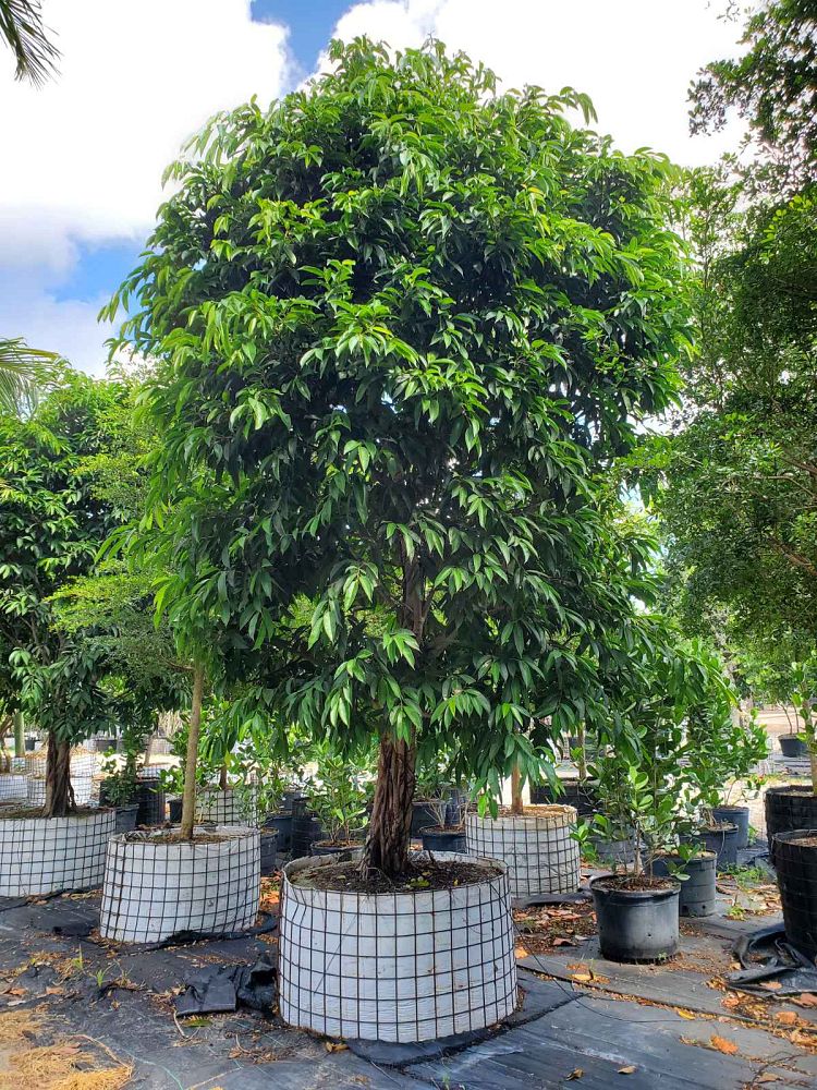 ficus-binnendijkii-amstel-king-ficus-maclellandii-amstel-king