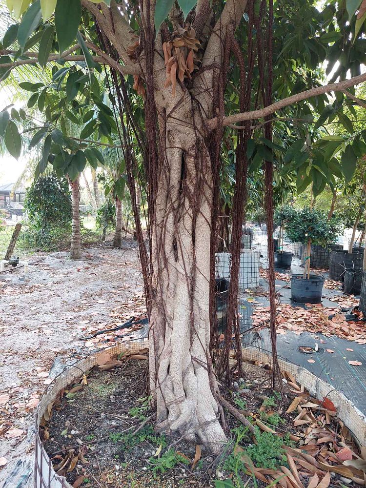 ficus-binnendijkii-amstel-king-ficus-maclellandii-amstel-king